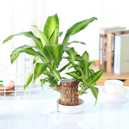 Brazilian Lucky Wood Mini Plant Decoration with Monk Figurine | Home & Office Décor
